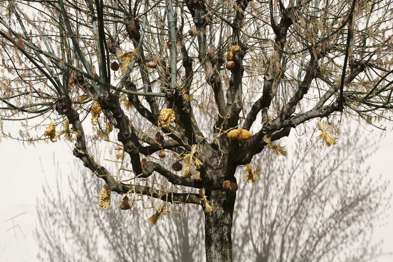 arbre-pate-01
